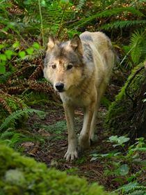Bienvenue sur l'île des loups saison 1